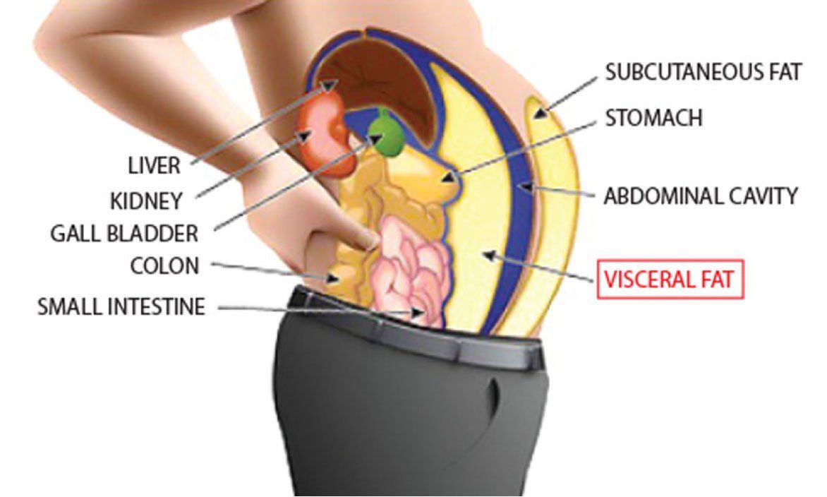 (2) types of fat 